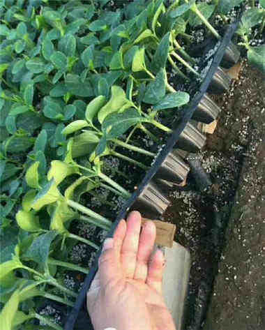 �����ƹ������Խ��Ʒ�� ������ƹ���